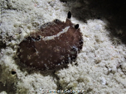 Trippa intecta (Atagema intecta). Nightdive CFD Housreef ... by Jimmela Sabanate 